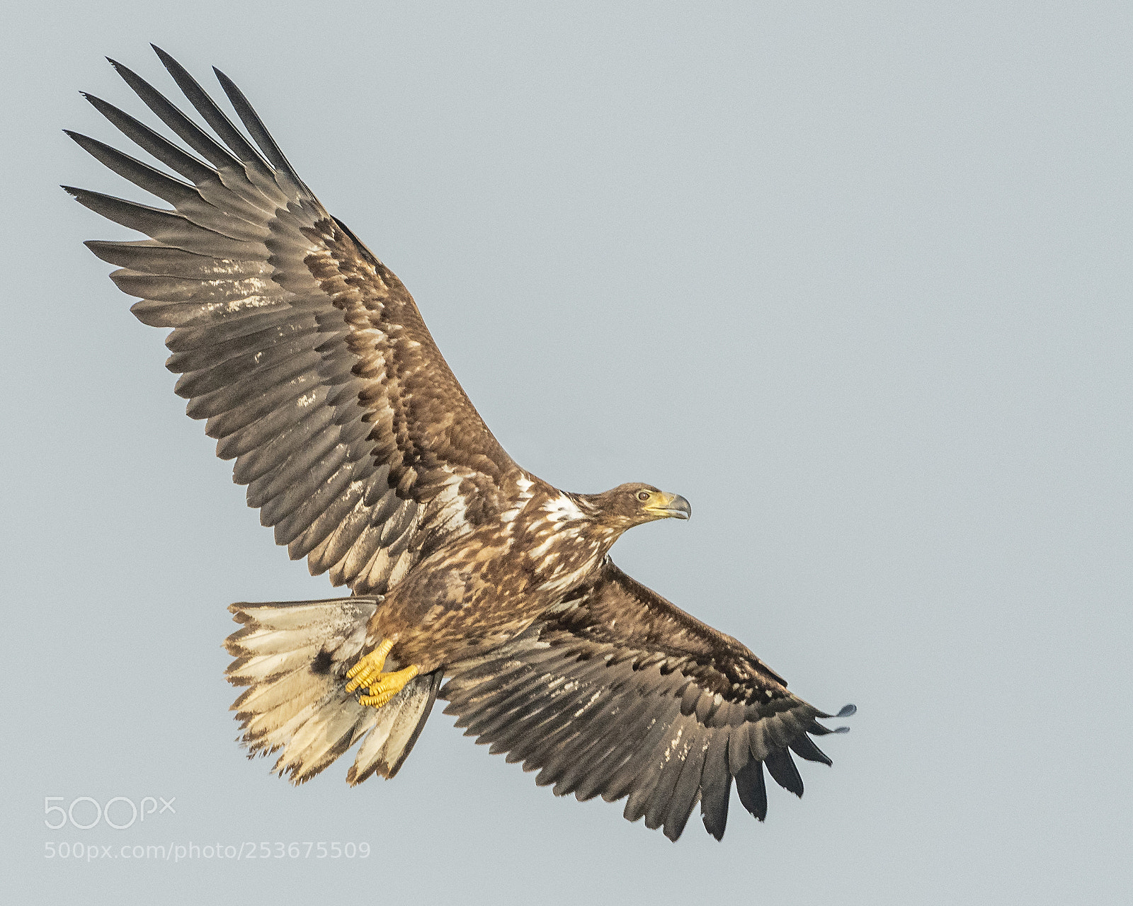 Nikon D500 sample photo. White-tailed eagle in flight photography