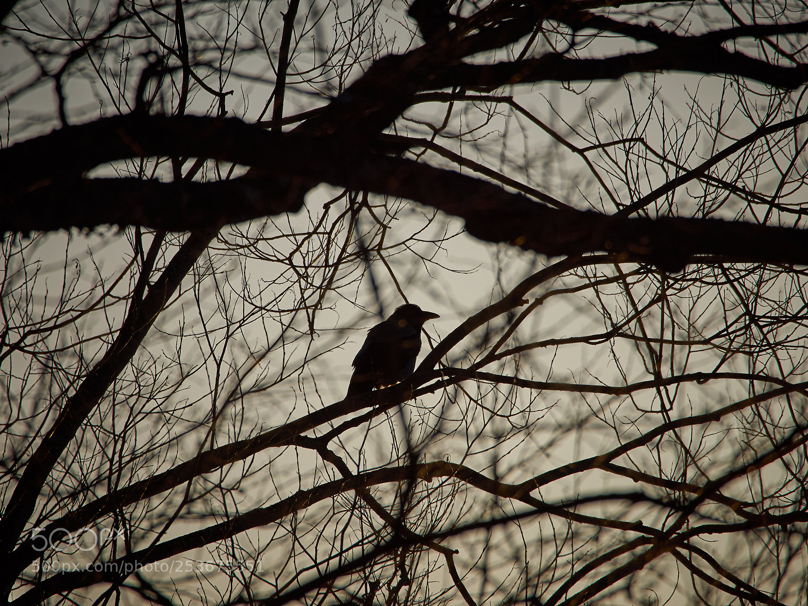 Olympus OM-D E-M1 sample photo. Familiar crow photography