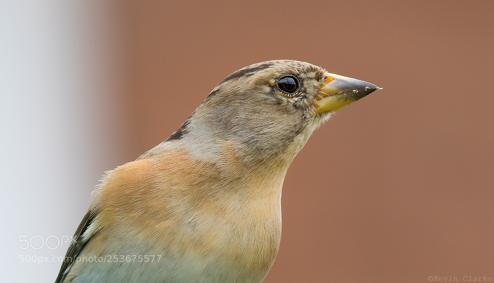 Canon EOS 7D Mark II sample photo. Brambling photography