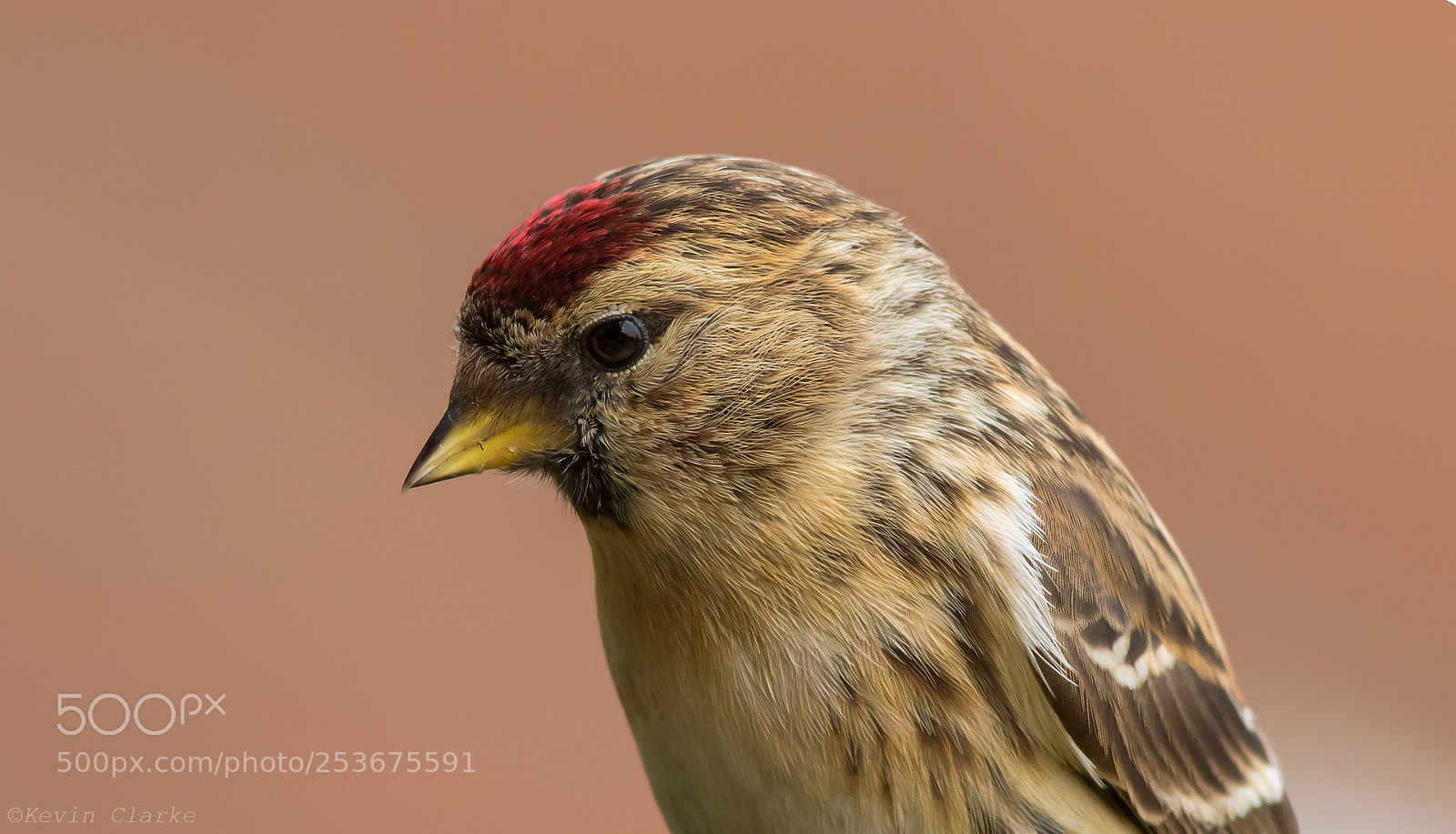 Canon EOS 7D Mark II sample photo. Lesser redpoll photography