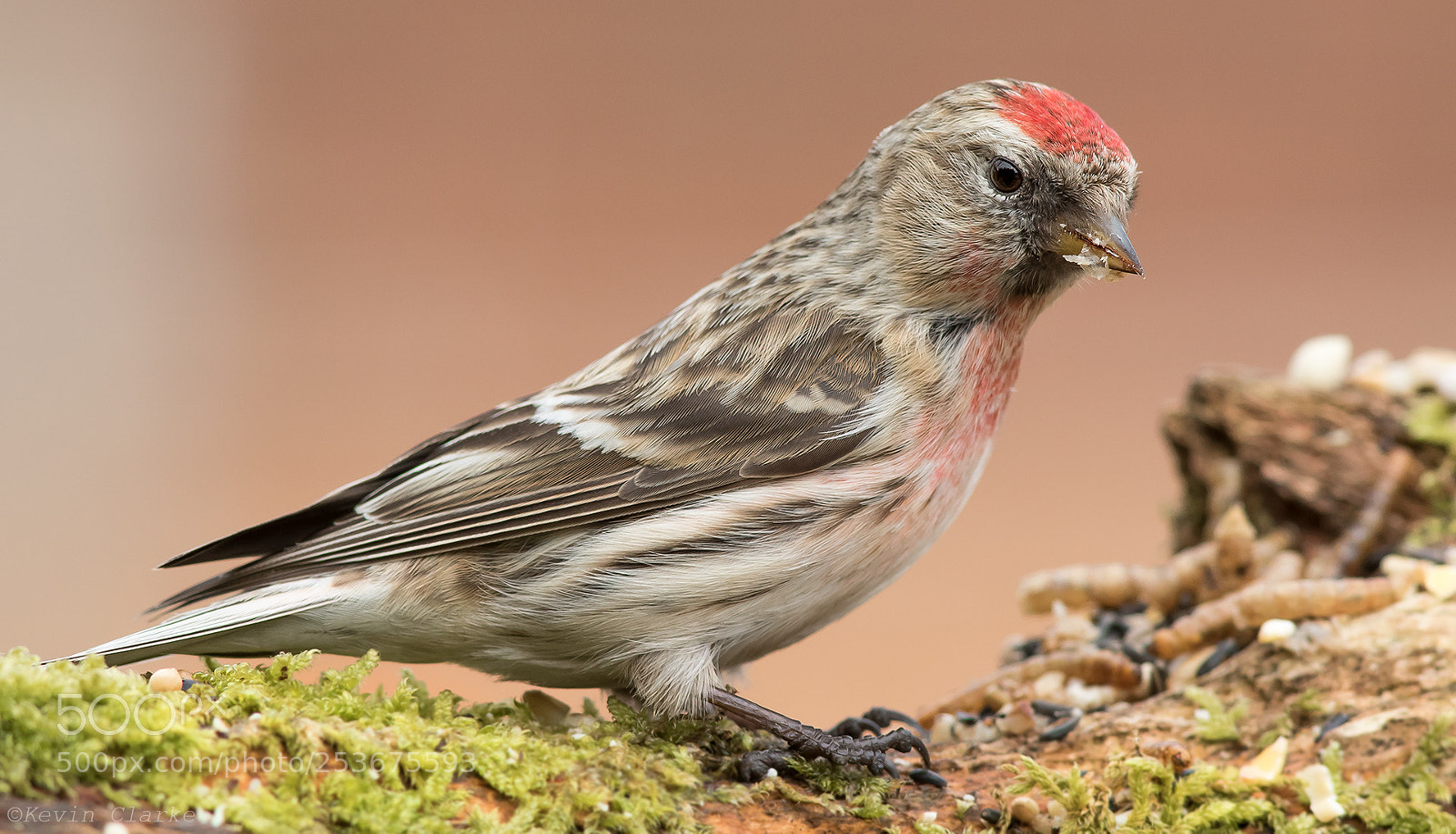 Canon EOS 7D Mark II sample photo. Lesser redpoll photography