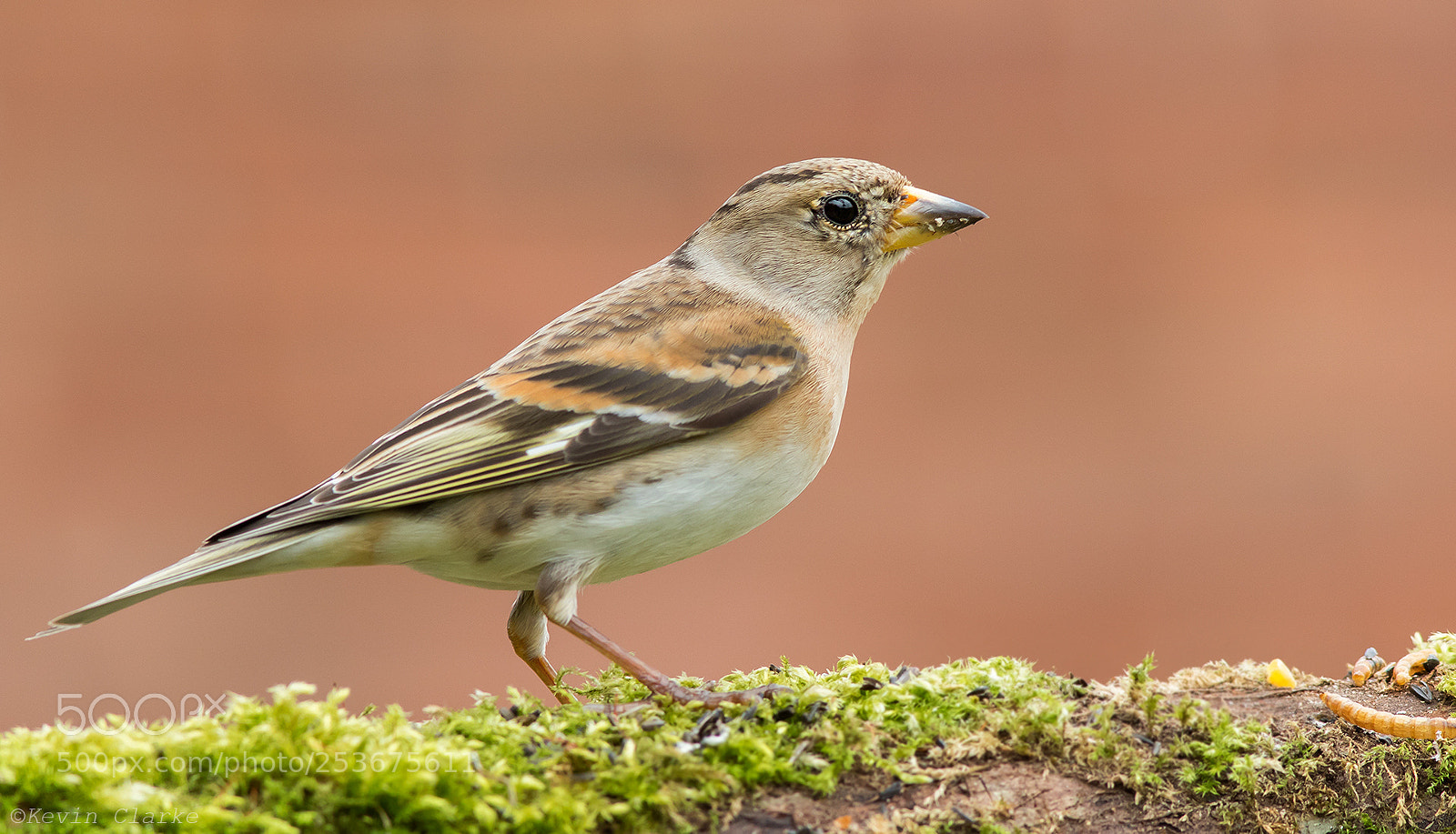 Canon EOS 7D Mark II sample photo. Brambling photography