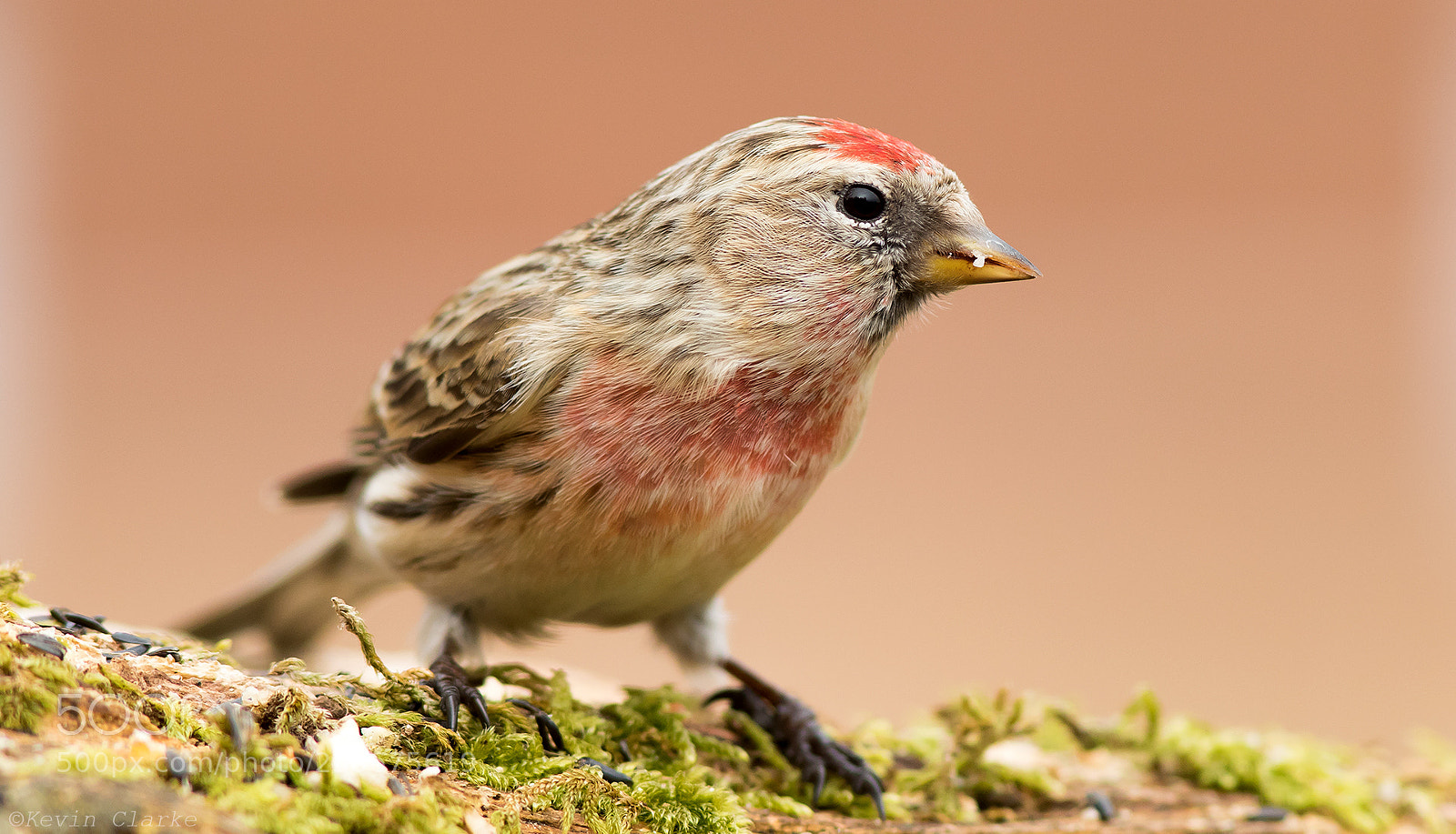 Canon EOS 7D Mark II sample photo. Lesser redpoll photography