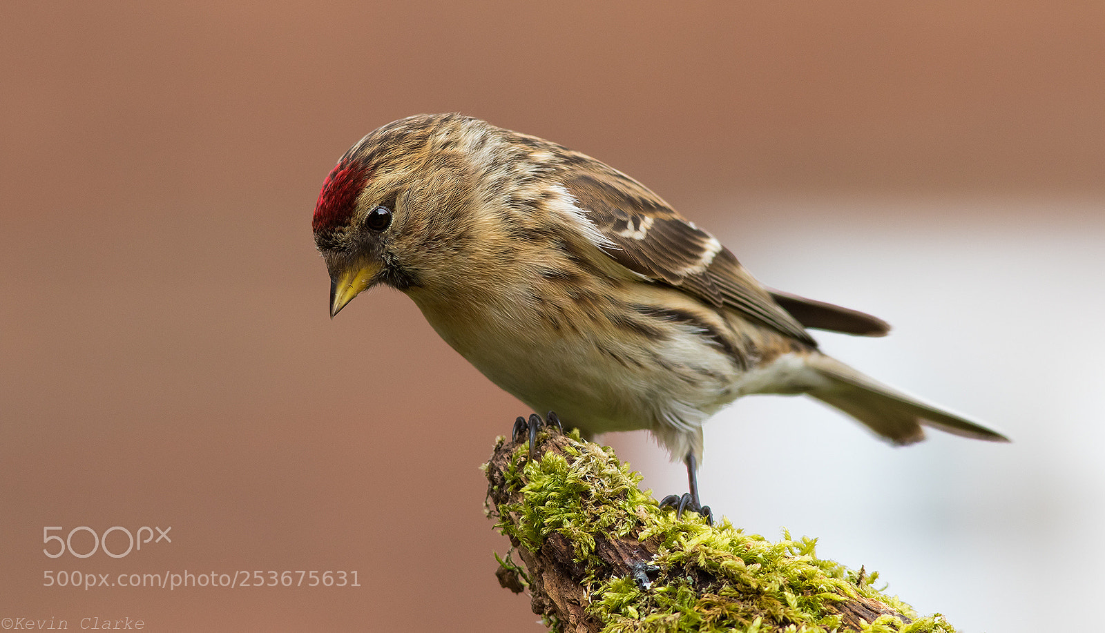 Canon EOS 7D Mark II sample photo. Lesser redpoll photography