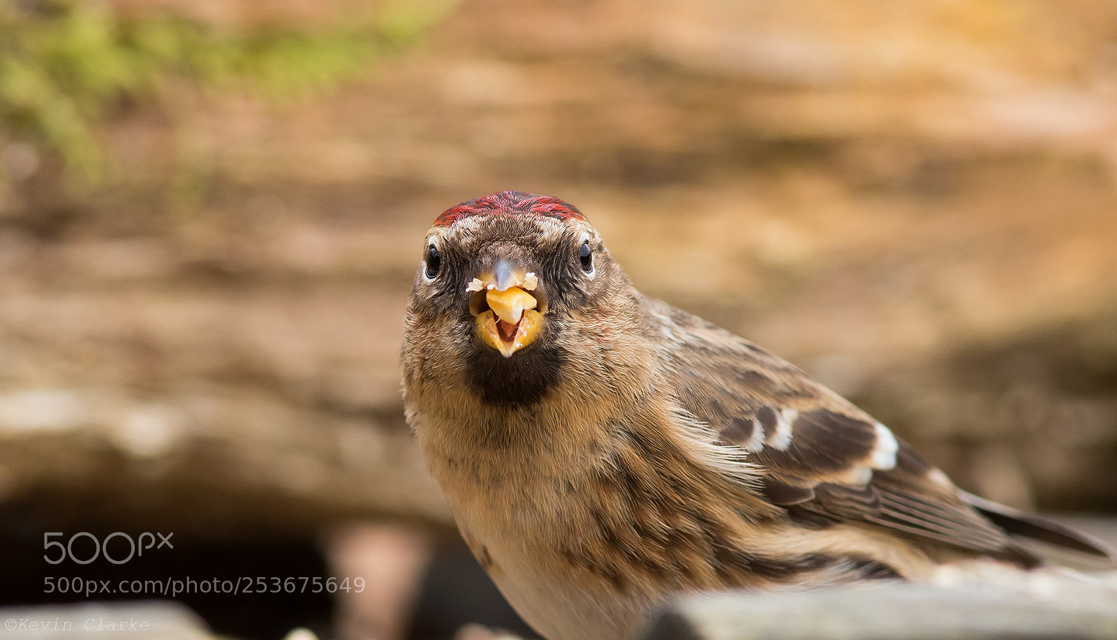 Canon EOS 7D Mark II sample photo. Lesser redpoll photography