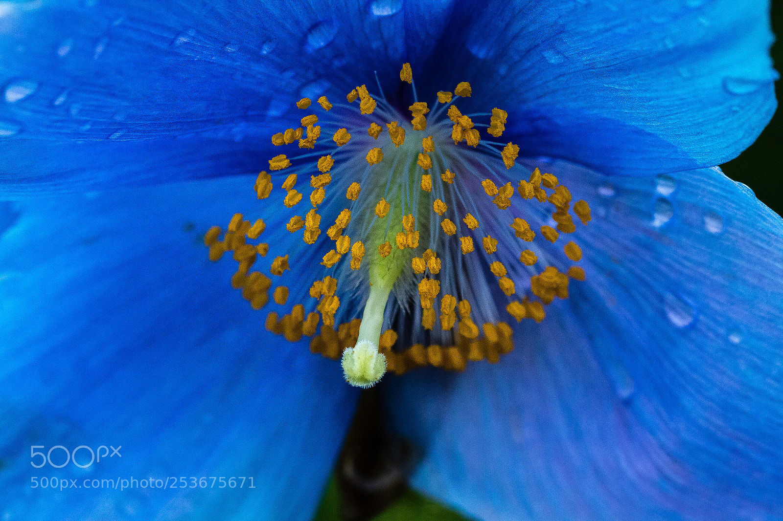 Canon EOS 60D sample photo. Meconopsis 'lingholm' photography