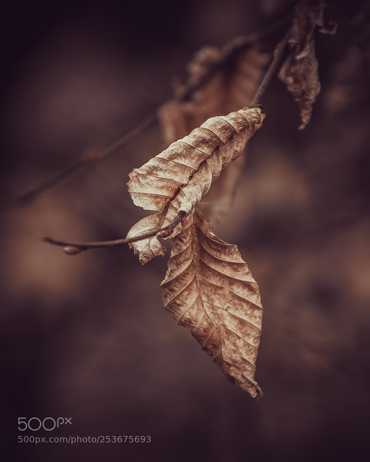 Nikon D7200 sample photo. Feuille morte photography