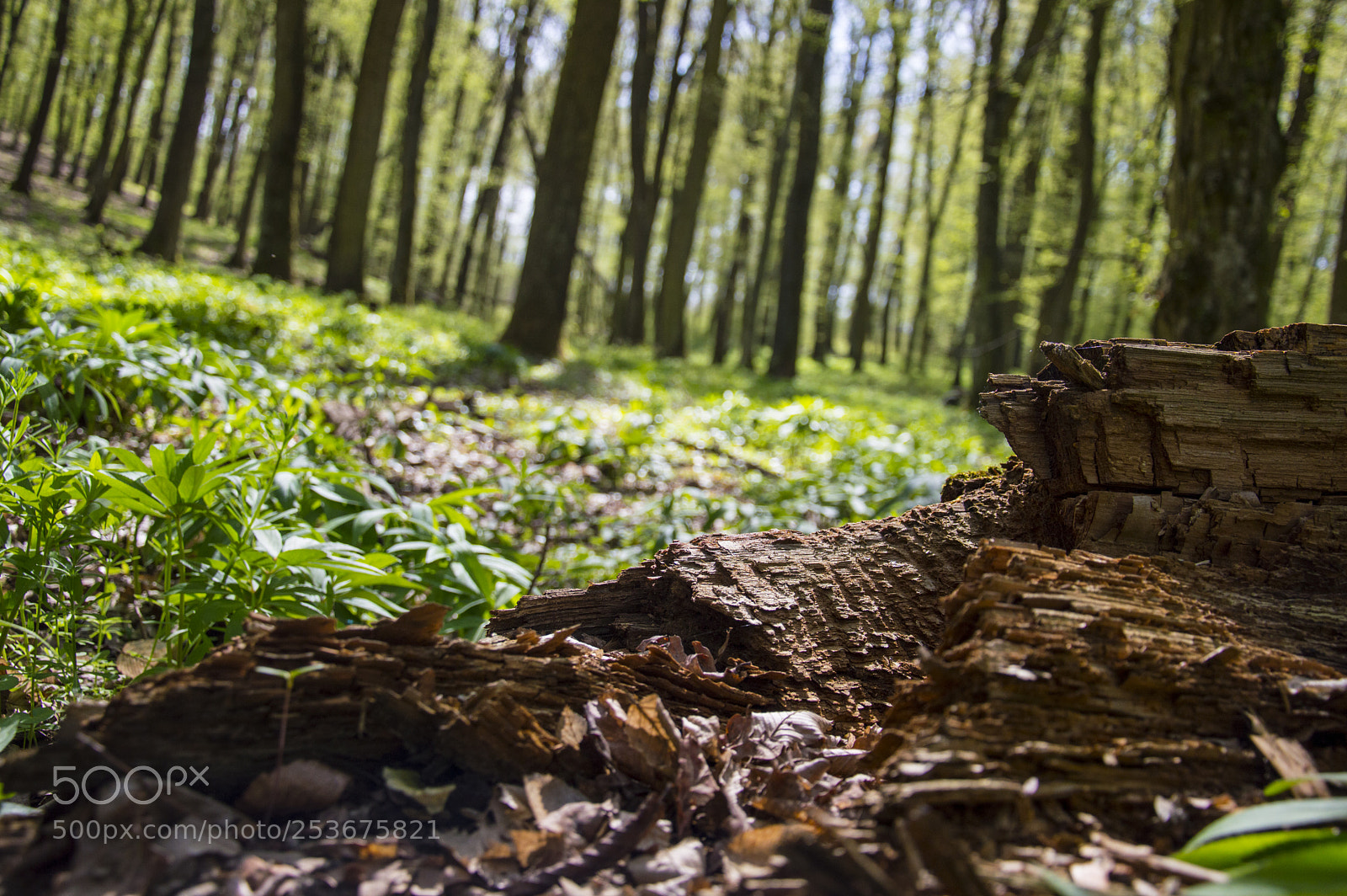 Nikon D3200 sample photo. Fotostura photography
