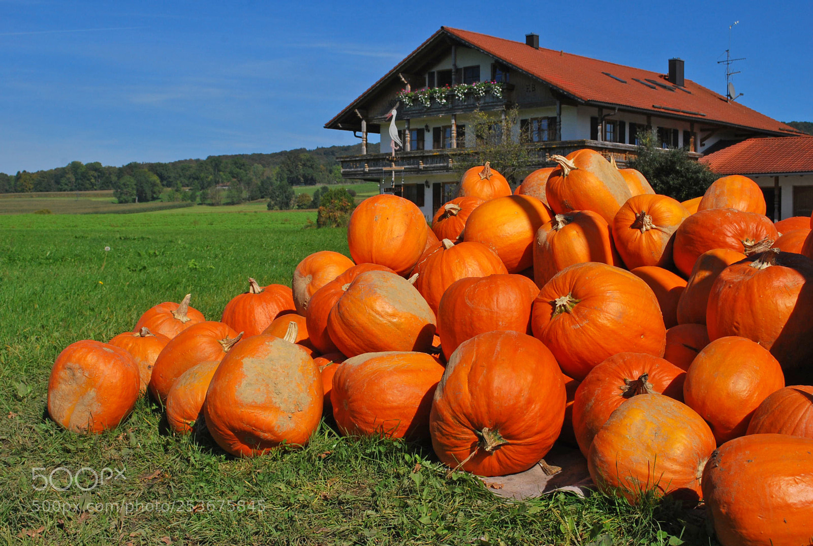 Nikon D60 sample photo. Pumpkin meeting on farmhouse photography