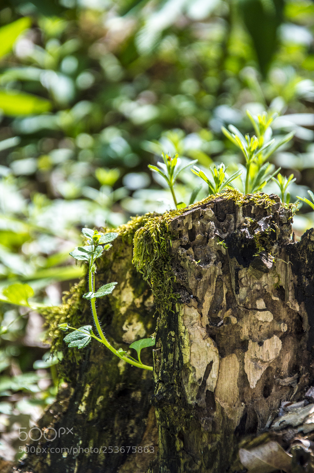 Nikon D3200 sample photo. Fotostura photography