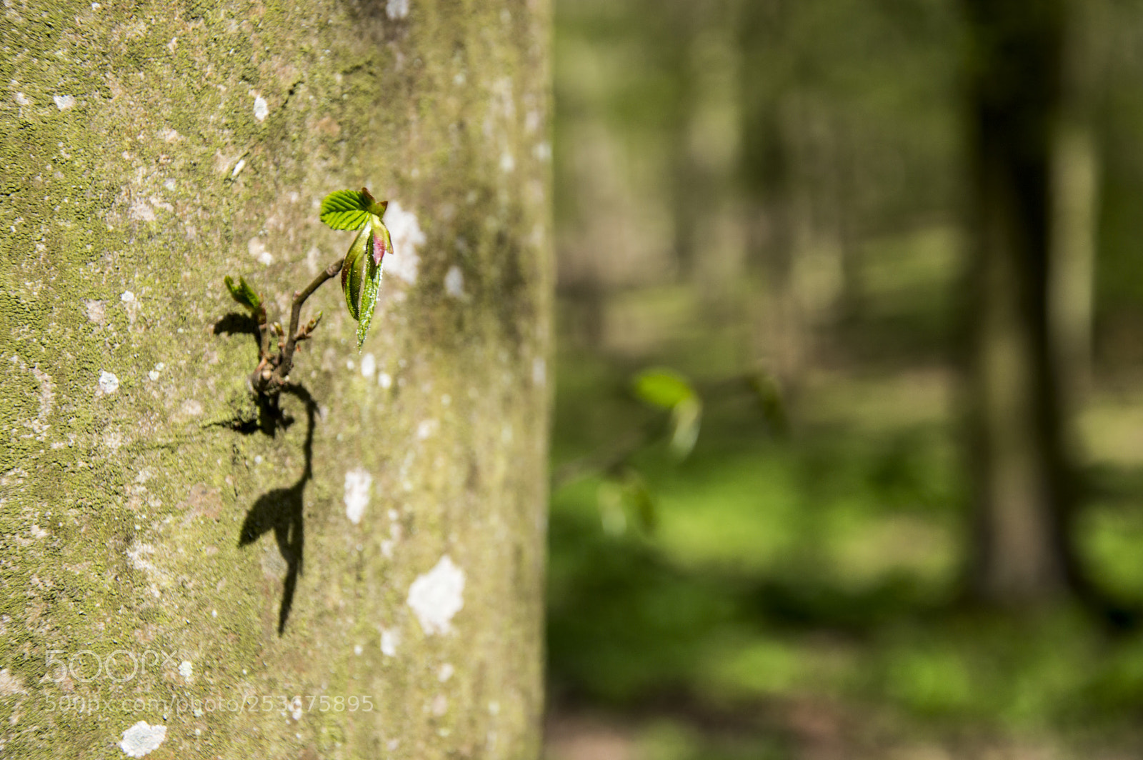 Nikon D3200 sample photo. Fotostura photography