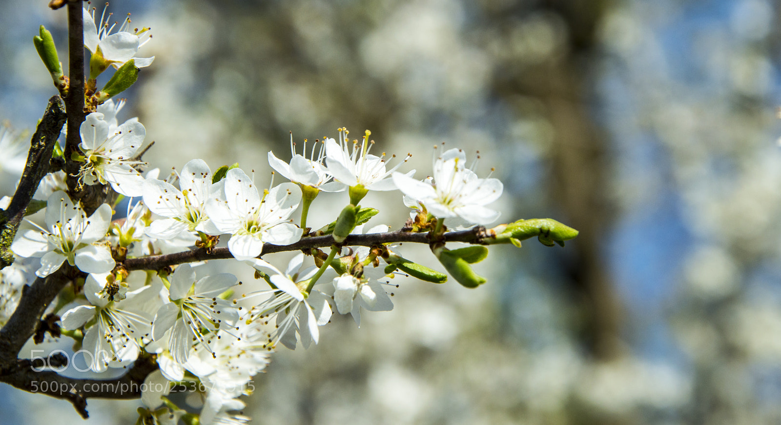 Nikon D3200 sample photo. Fotostura photography