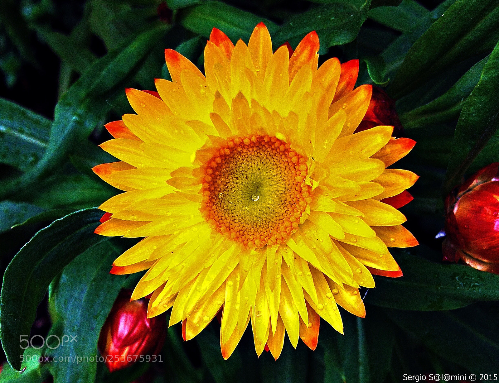 Apple iPhone 4S sample photo. Yellow passion #1 photography