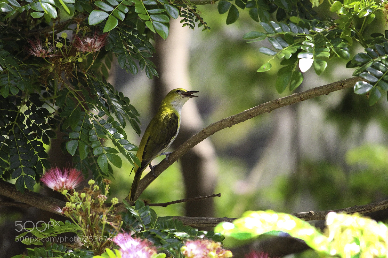 Canon EOS 1300D (EOS Rebel T6 / EOS Kiss X80) sample photo. Young indian golden oriole photography