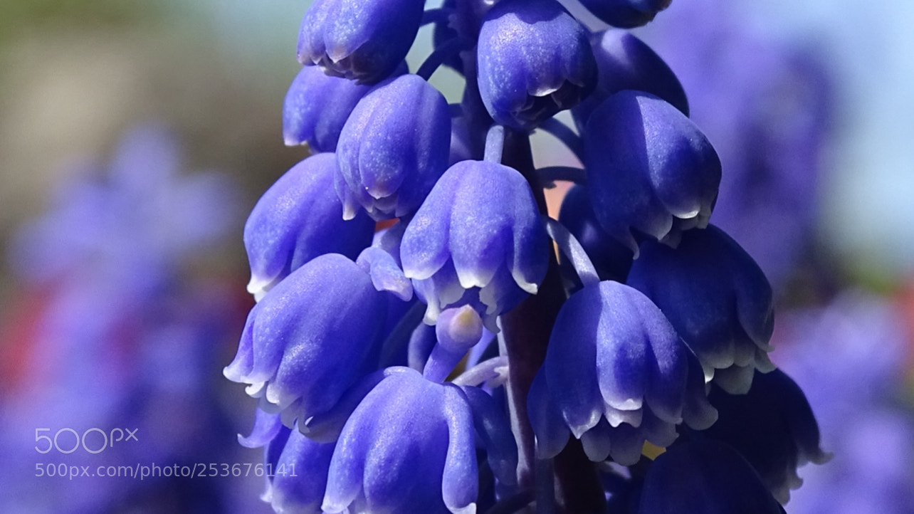 Sony Cyber-shot DSC-HX400V sample photo. Flower photography