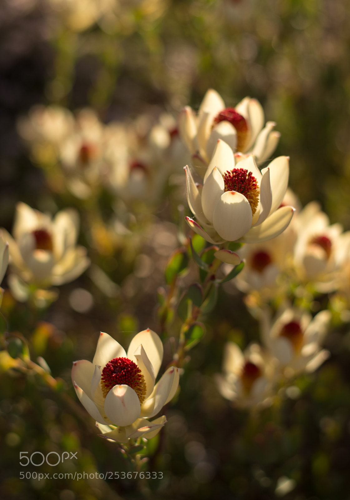 Nikon D610 sample photo. Glowing petals photography
