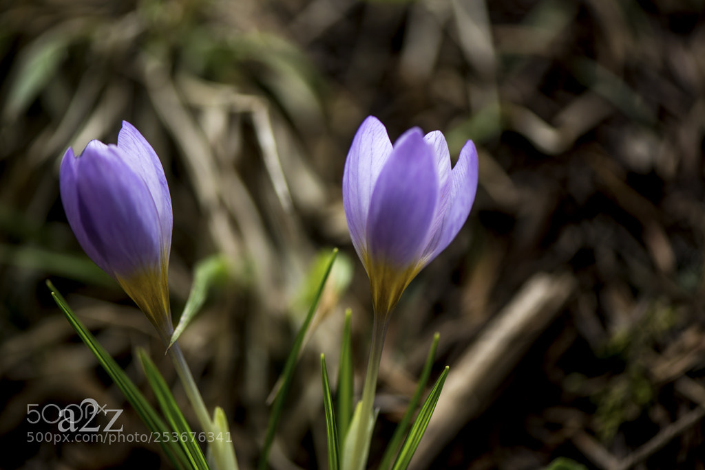 Nikon D610 sample photo. Two flowers, one root photography