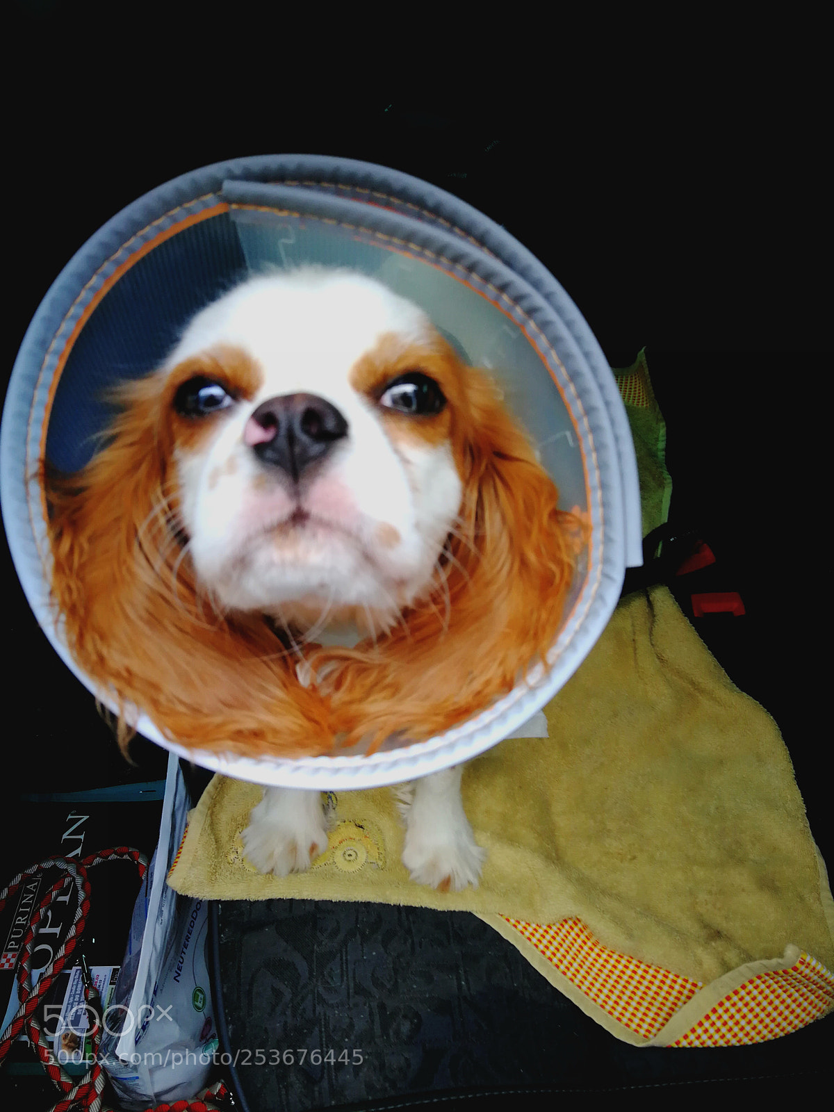 HUAWEI P10 sample photo. Space dog photography
