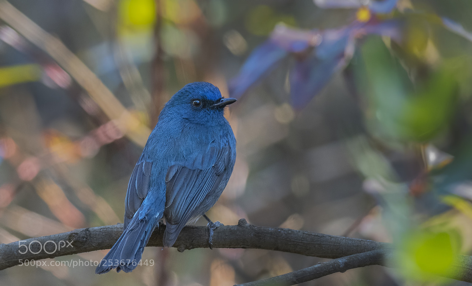 Nikon D850 sample photo. Nilgiri flycatcher male photography