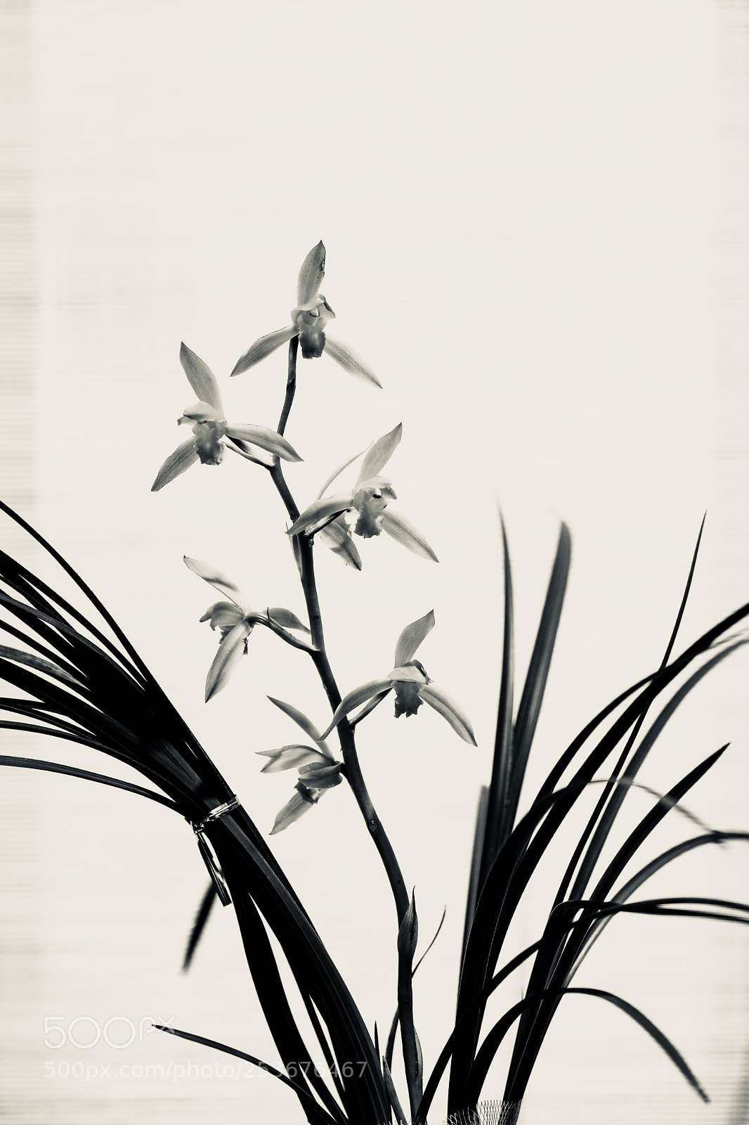 Canon EOS 5D Mark IV sample photo. 兰生幽谷无人识 客种东轩遗我香 photography