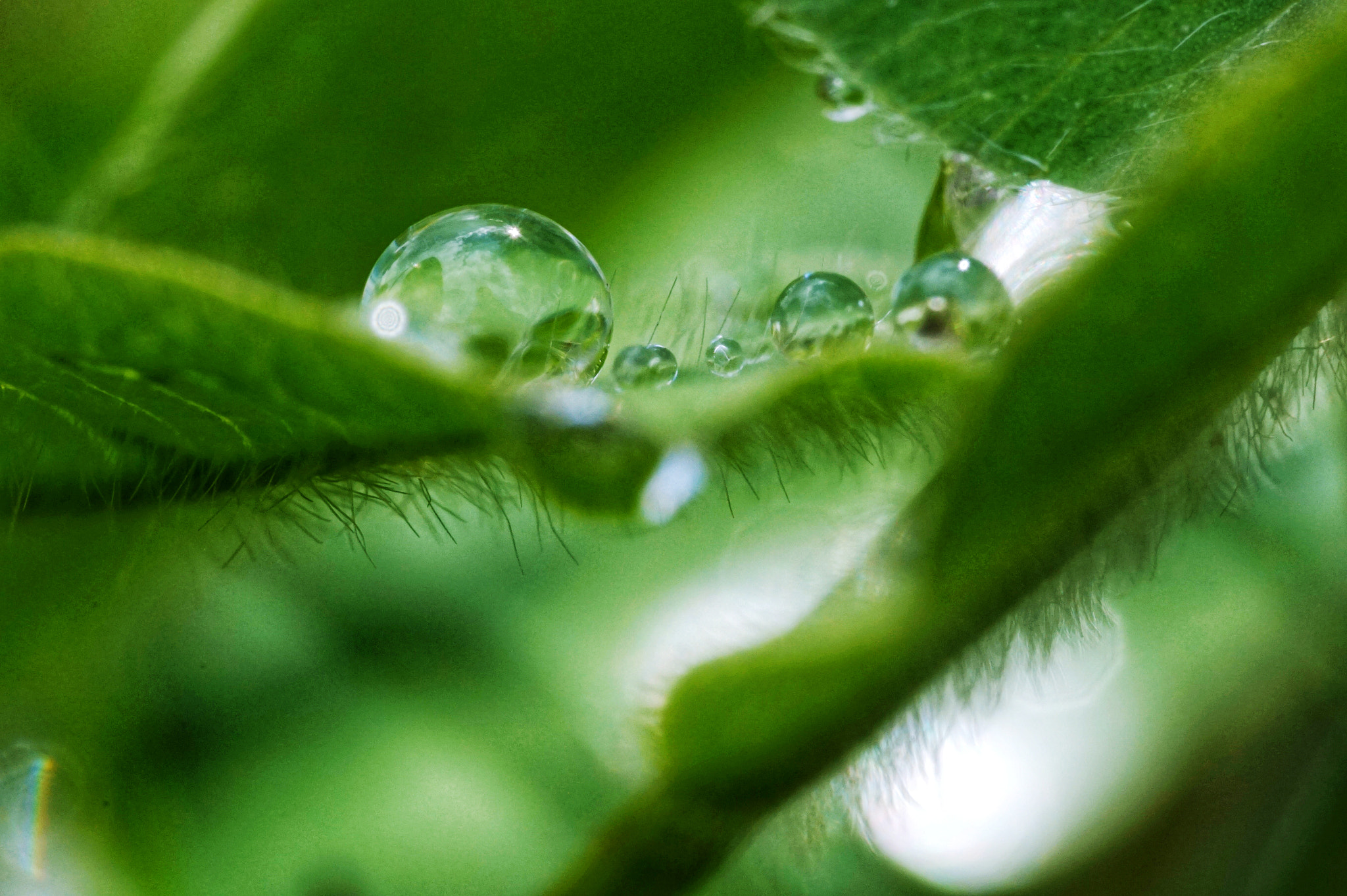 Sony Alpha QX1 sample photo. Rain drops photography