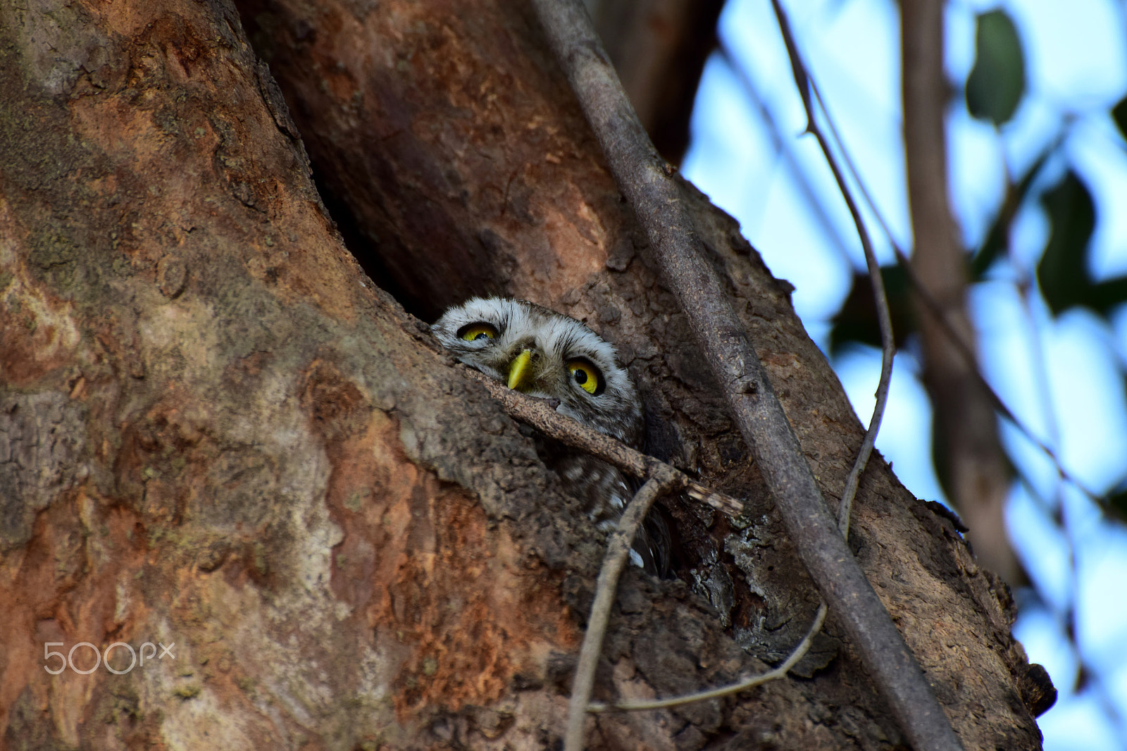 Nikon D5300 sample photo. Spotted owlet. photography