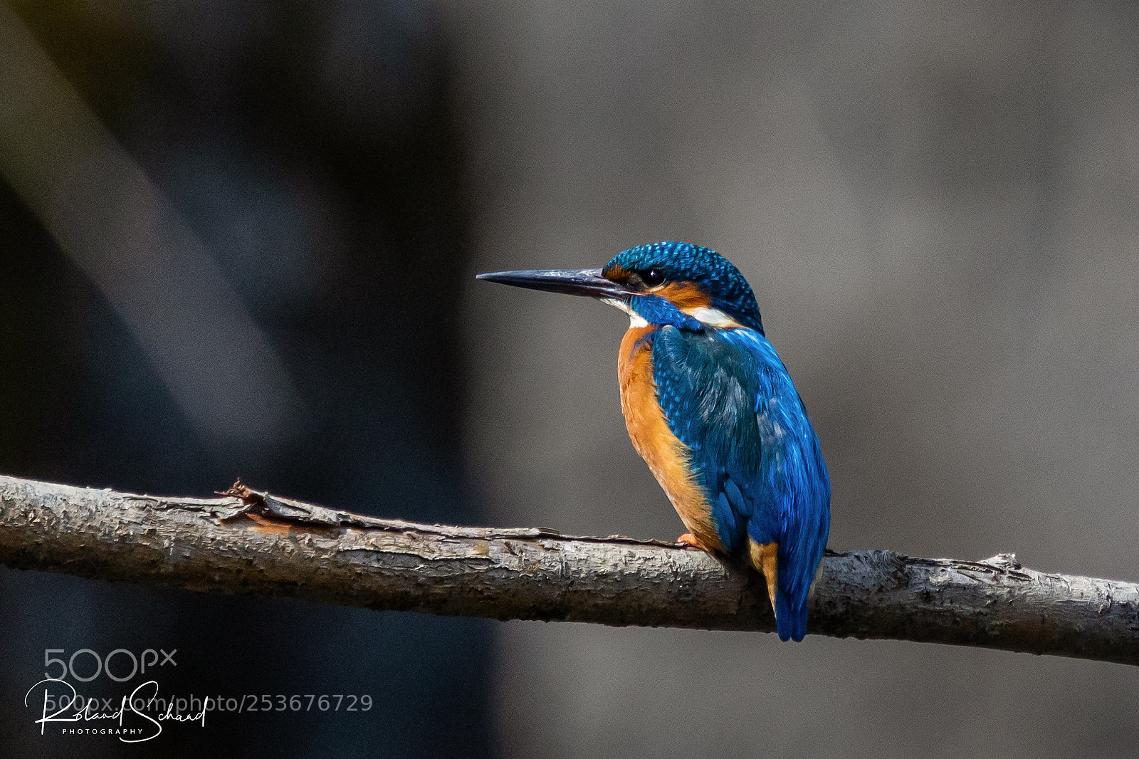 Canon EOS 7D Mark II sample photo. Kingfisher female on branch photography