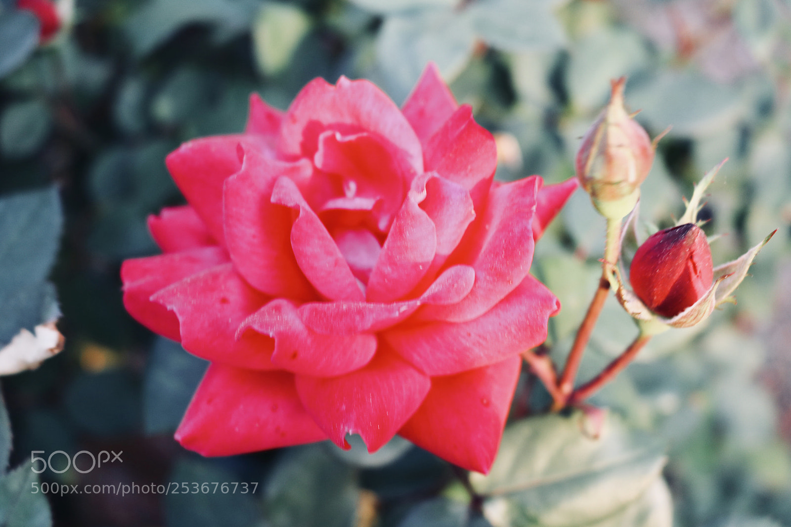 Canon EOS 760D (EOS Rebel T6s / EOS 8000D) sample photo. Pink definition photography