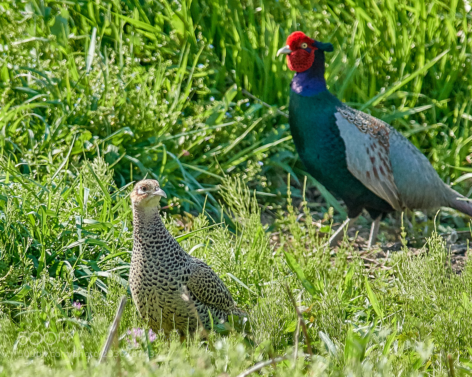 Nikon D500 sample photo. Pair photography