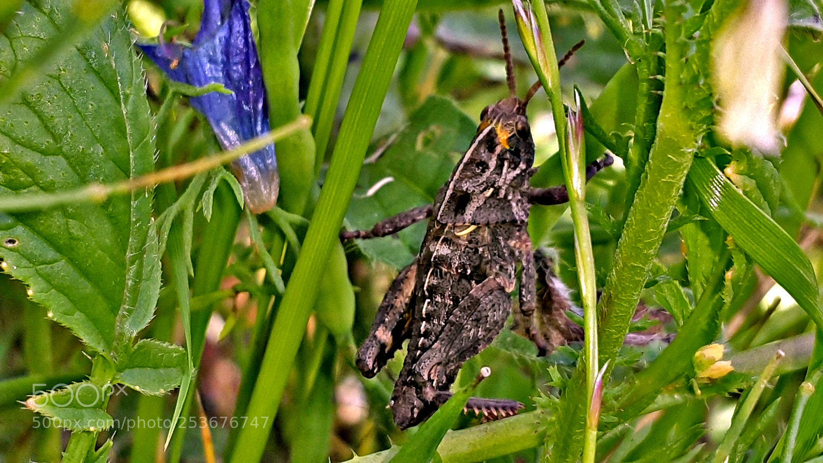 Samsung Galaxy Note4 sample photo. Small locusts photography