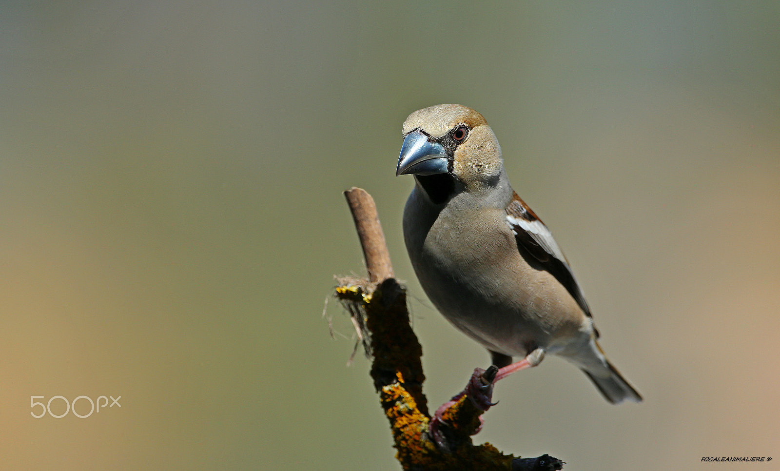 Canon EF 500mm F4L IS USM sample photo. Focaleanimaliere © photography