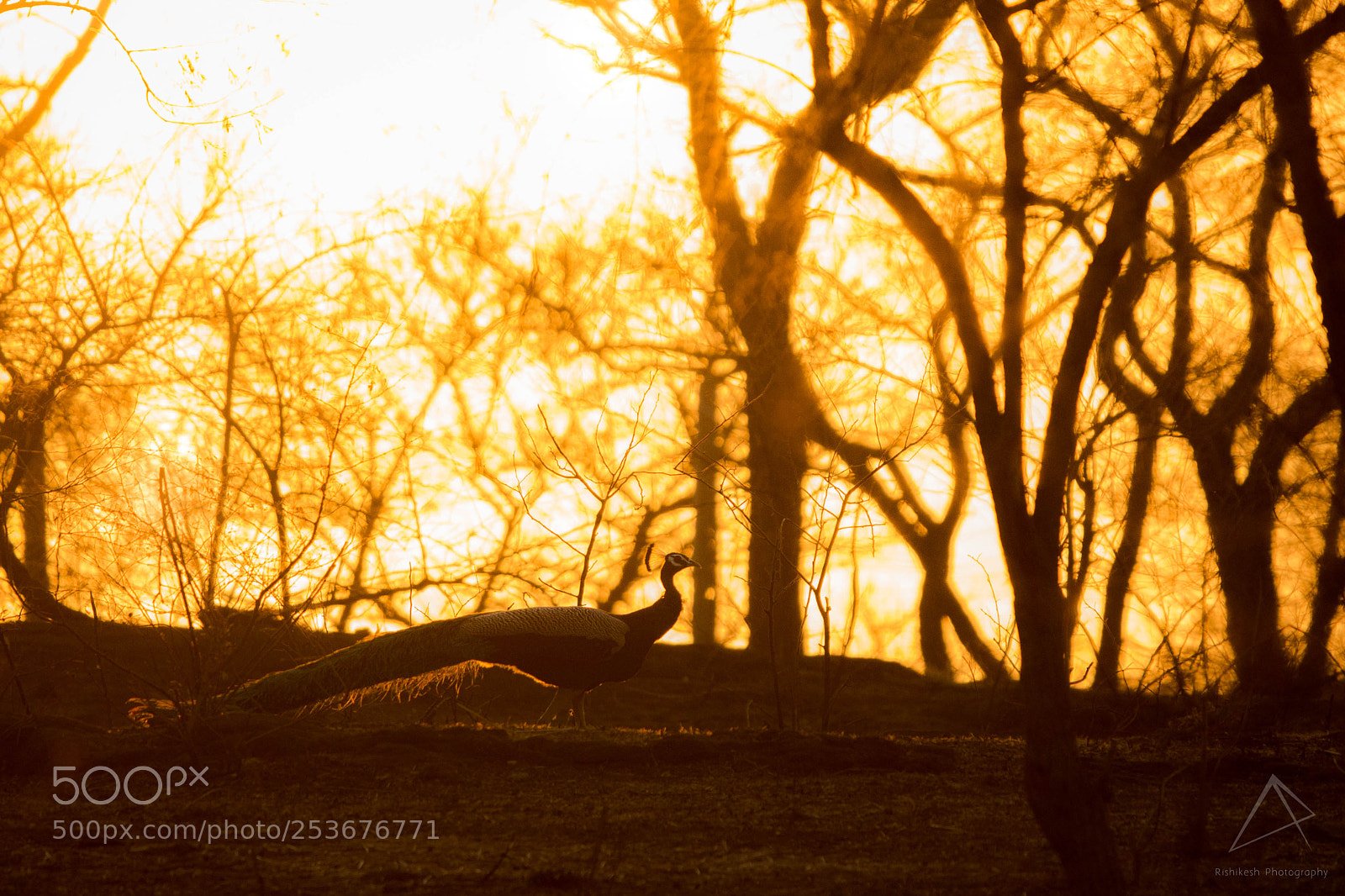 Canon EOS 700D (EOS Rebel T5i / EOS Kiss X7i) sample photo. Golden evening photography