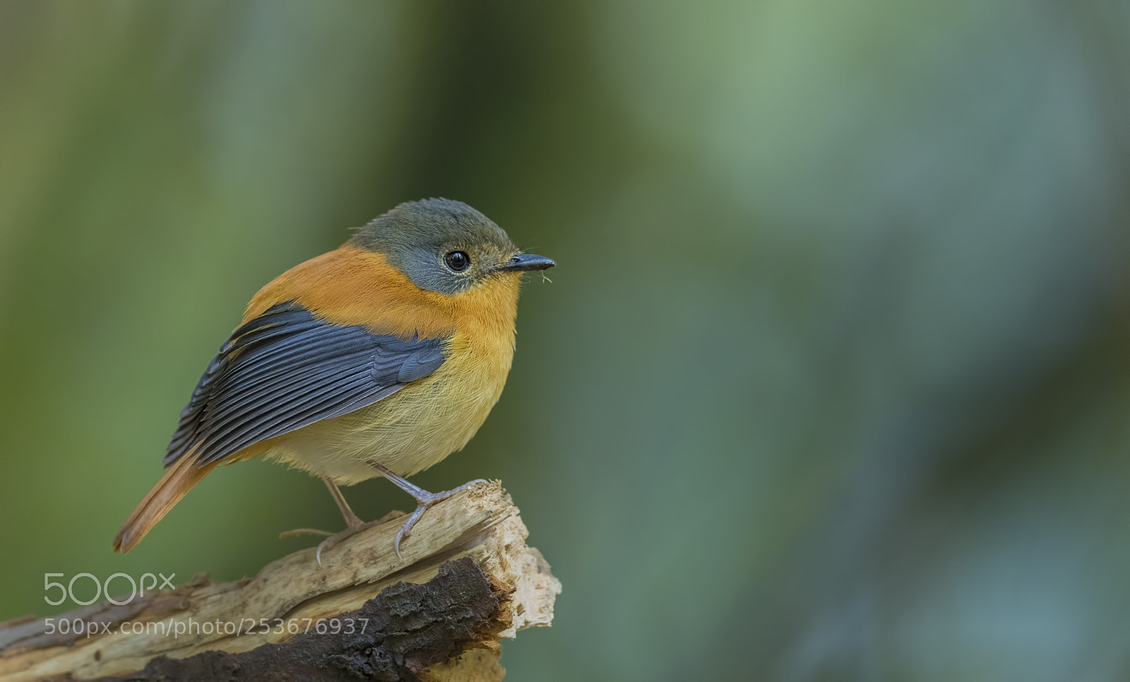 Nikon D850 sample photo. Black and orange flycatcher photography