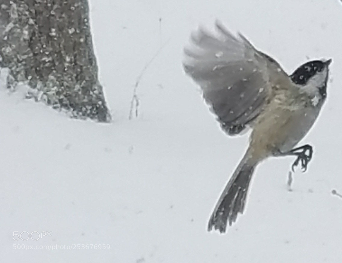 Samsung Galaxy S7 Edge sample photo. My little chickadee photography