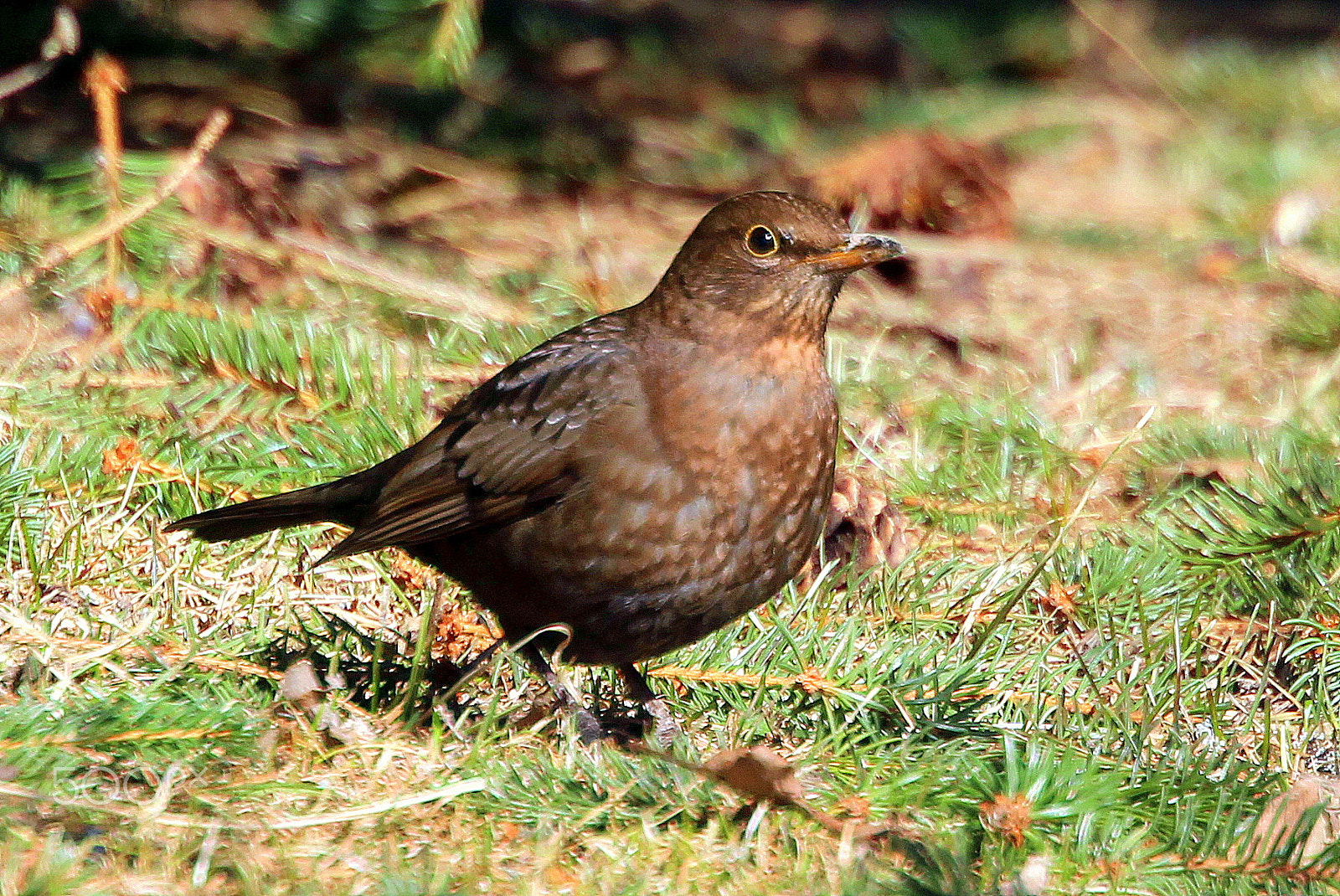 Canon EOS 700D (EOS Rebel T5i / EOS Kiss X7i) sample photo. Mrs blackbird photography