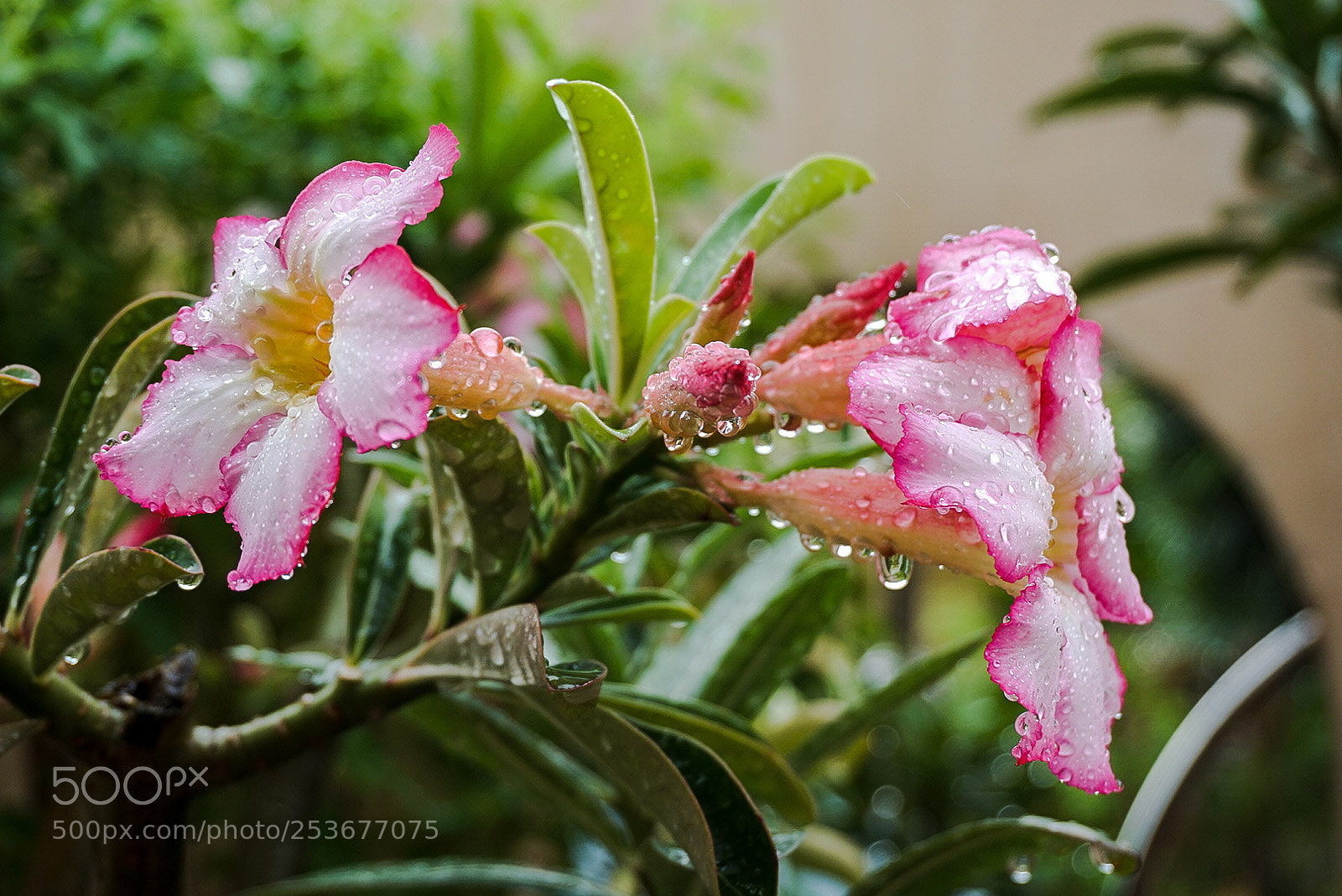 Sony Alpha a5000 (ILCE 5000) sample photo. Wet flowers photography