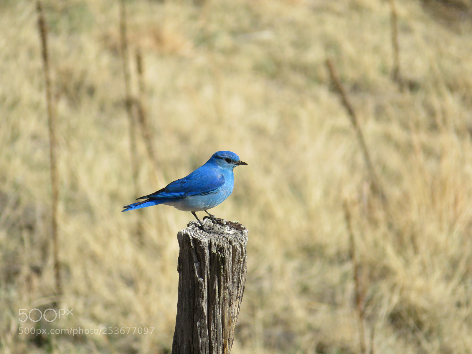 Canon PowerShot SX720 HS sample photo. Mountain bluebird photography
