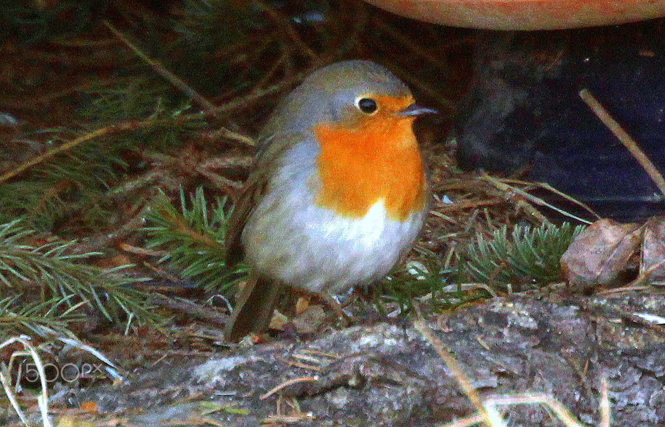 Canon EOS 700D (EOS Rebel T5i / EOS Kiss X7i) sample photo. Robin under the branches of spruce. photography
