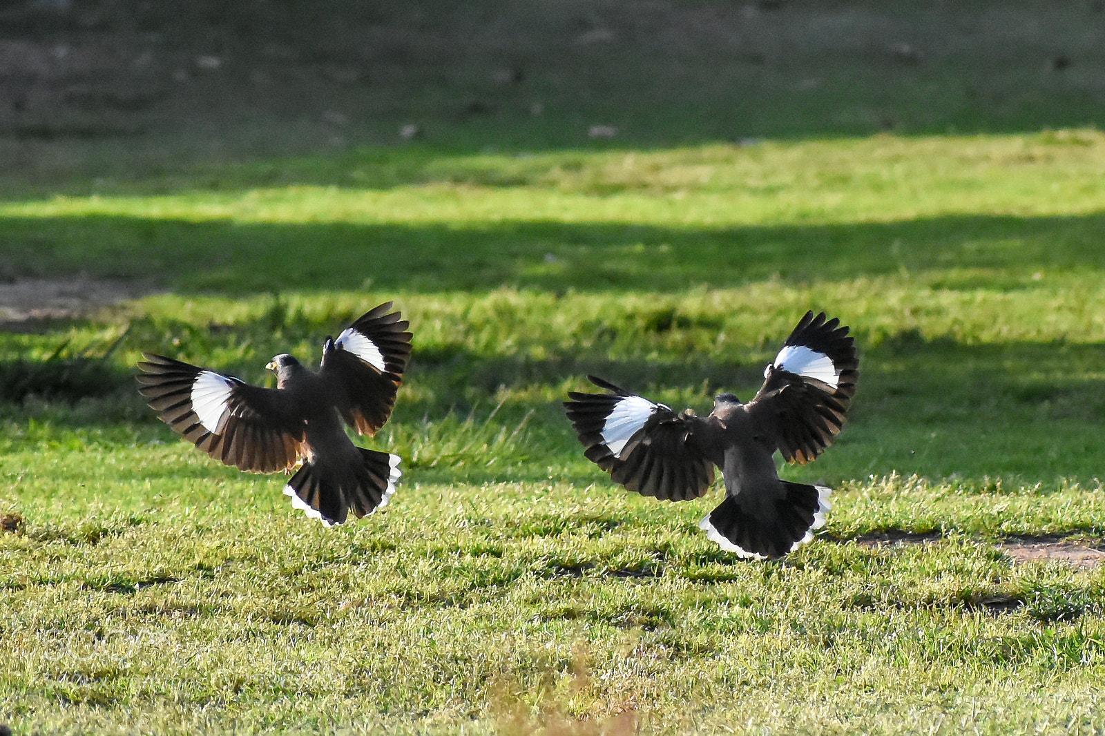 Nikon D5600 sample photo. Deceleration photography