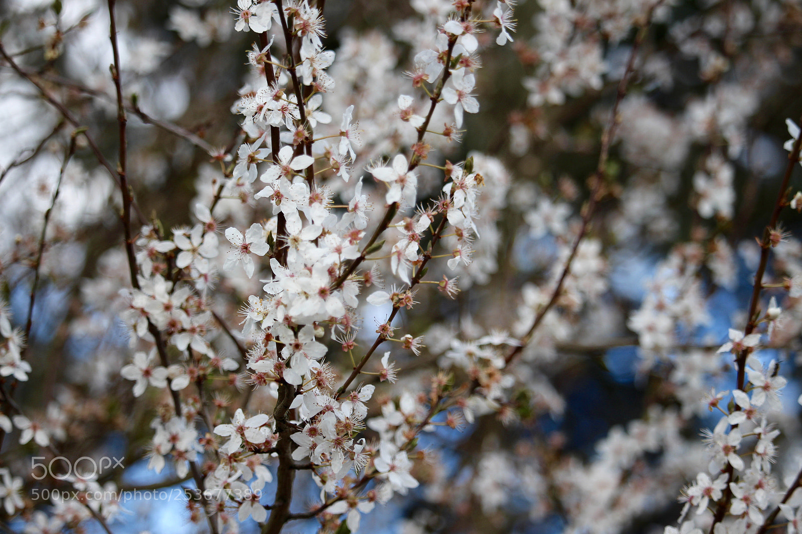 Canon EOS 700D (EOS Rebel T5i / EOS Kiss X7i) sample photo. Printemps  photography