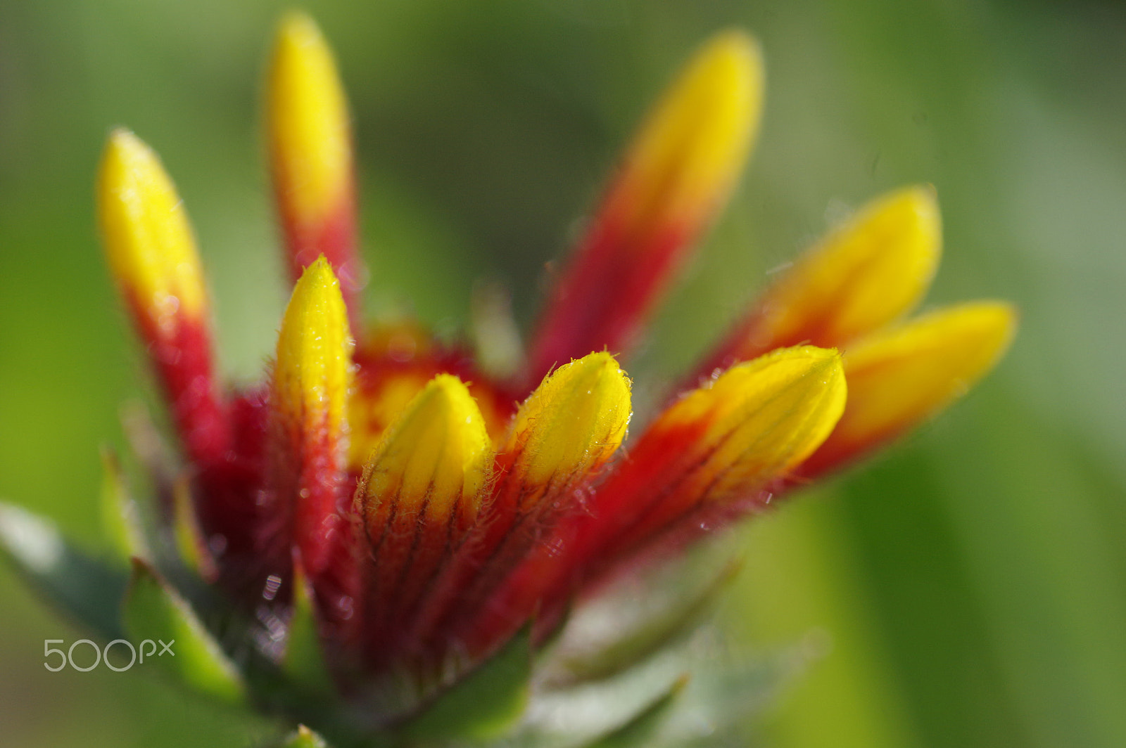 Pentax K-3 II + Pentax smc D-FA 100mm F2.8 Macro WR sample photo. Gaillardia grandiflora photography