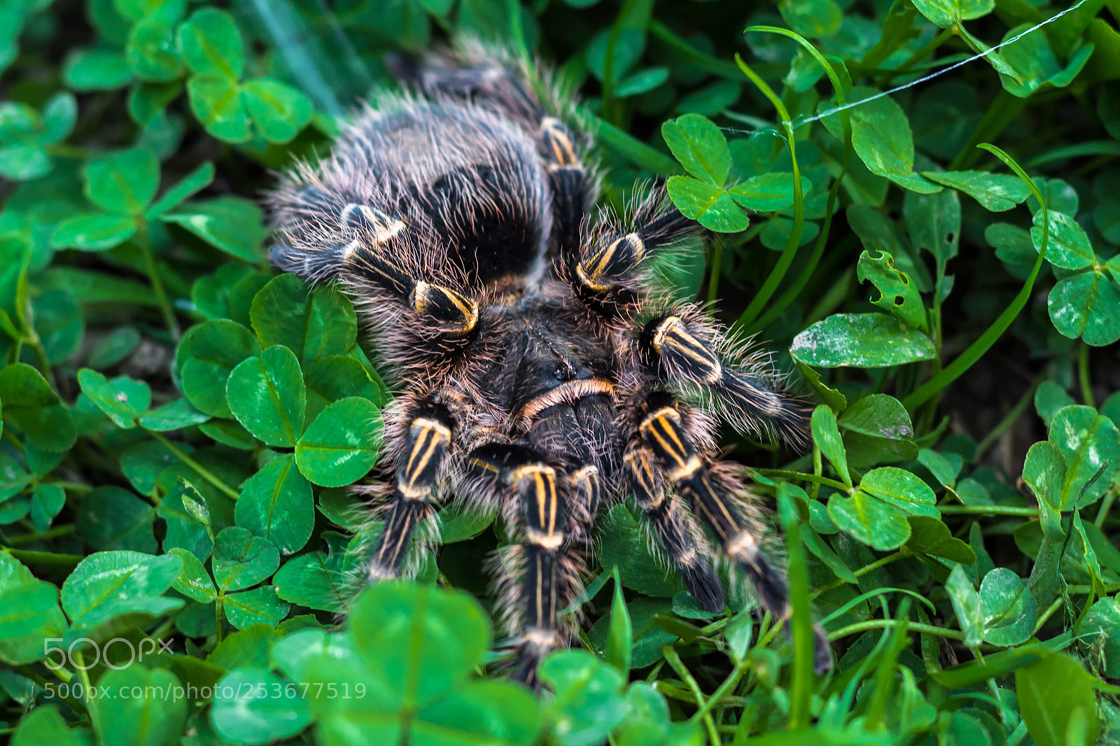 Canon EOS 1300D (EOS Rebel T6 / EOS Kiss X80) sample photo. Tarantula in clovers photography