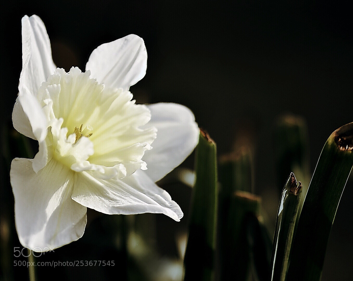 Nikon D5600 sample photo. Melting darkness  photography