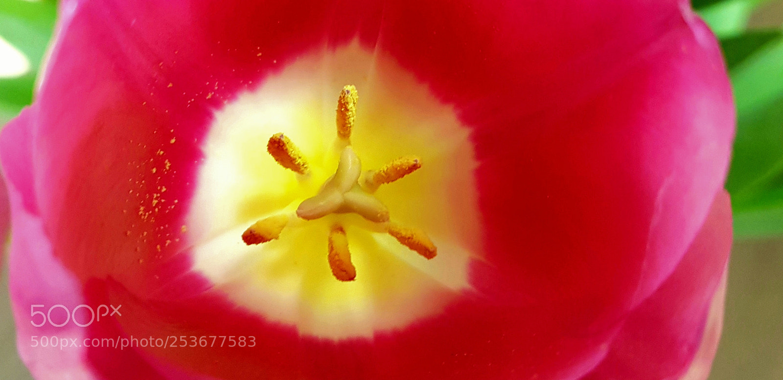 Samsung Galaxy S8+ sample photo. Tulip photography