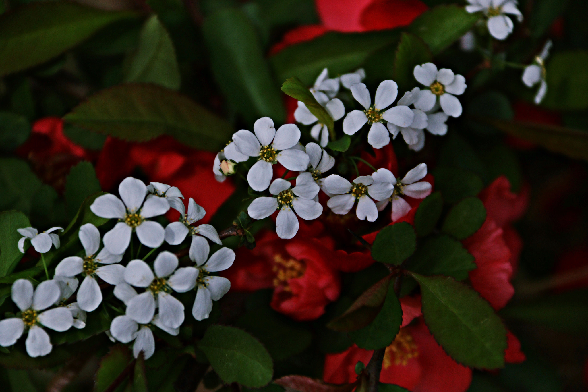 Canon EF-S 18-200mm F3.5-5.6 IS sample photo
