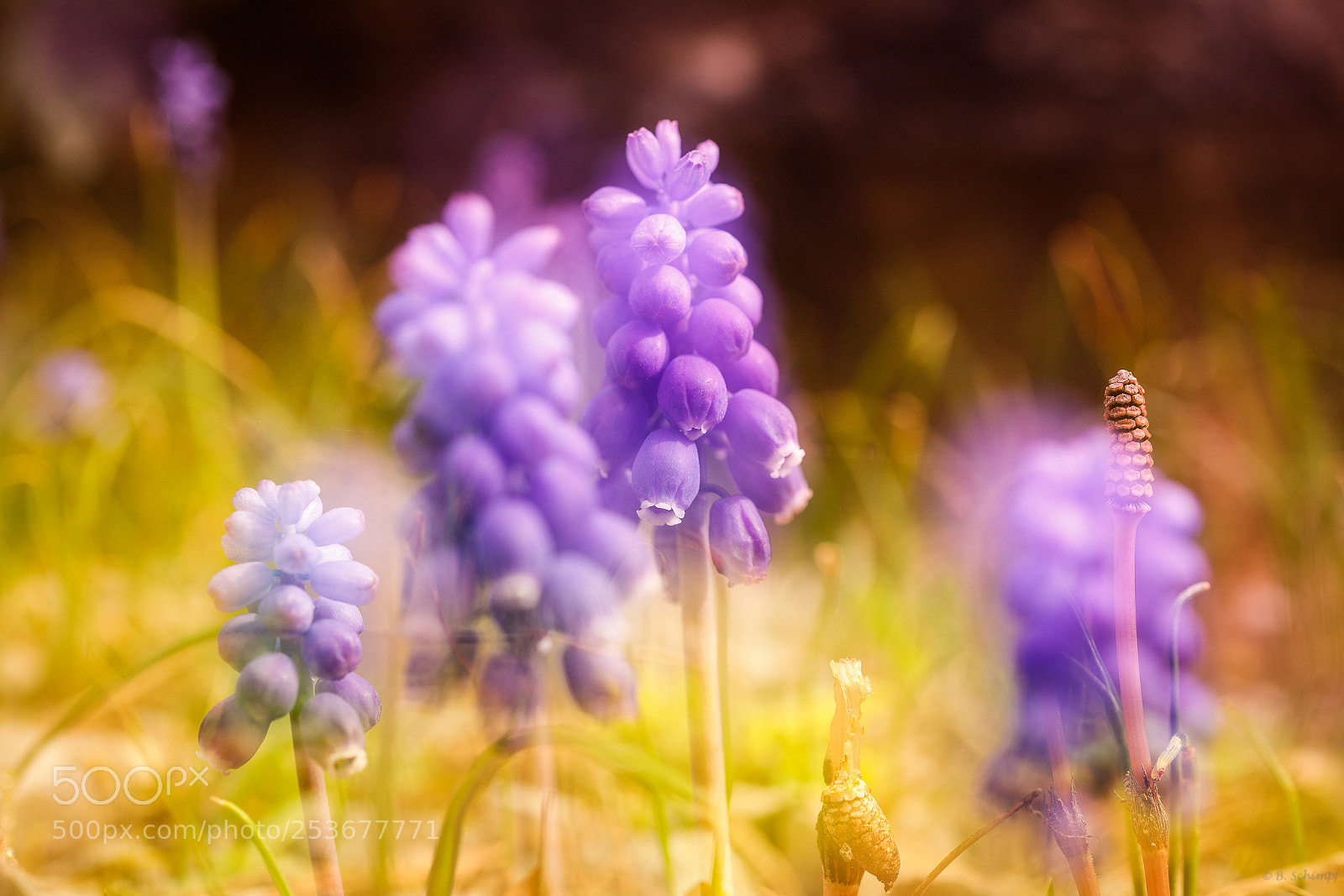 Canon EOS 6D Mark II sample photo. Muscari photography
