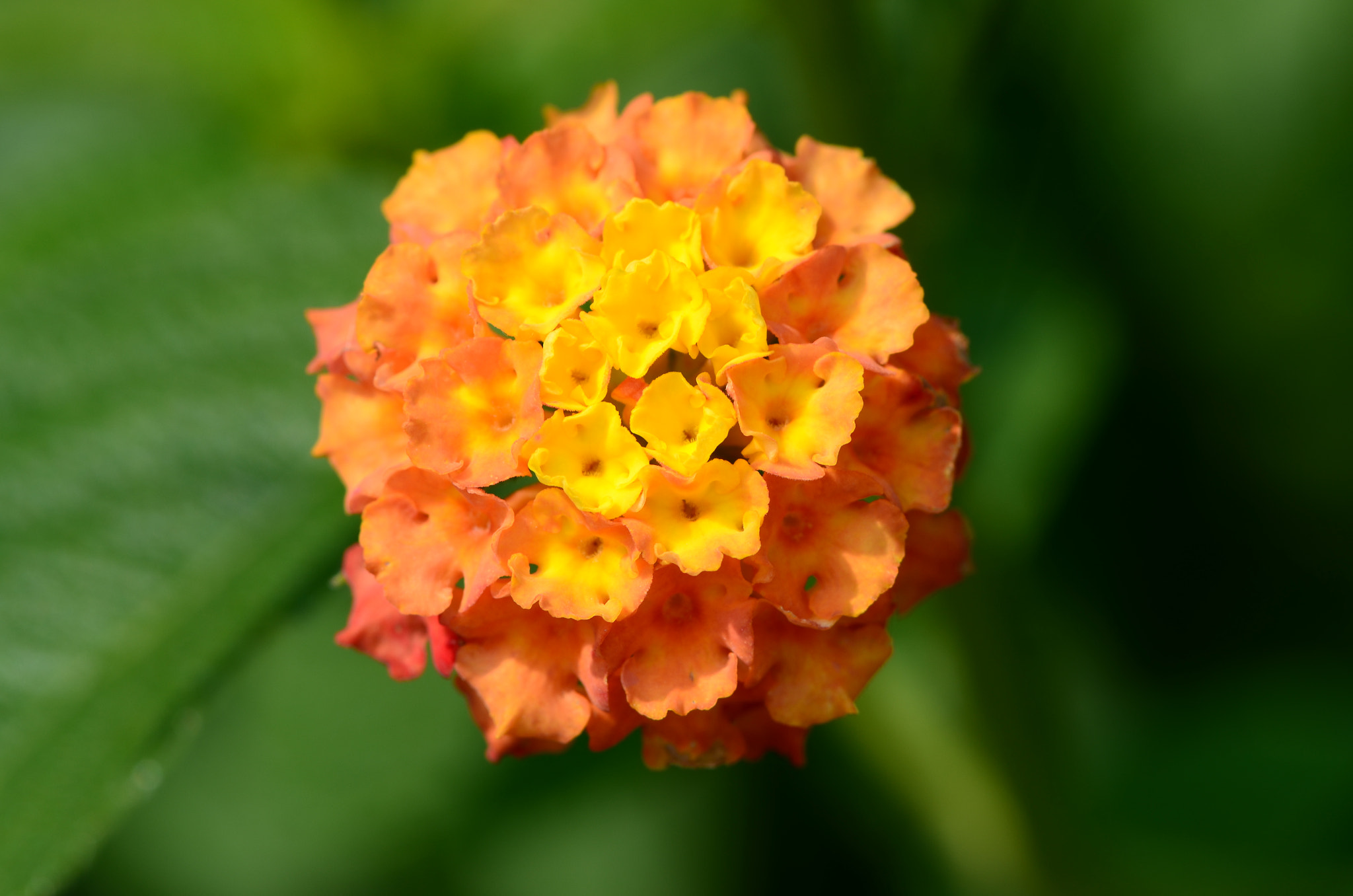 Nikon AF-S Micro-Nikkor 105mm F2.8G IF-ED VR sample photo. Spring fowers photography