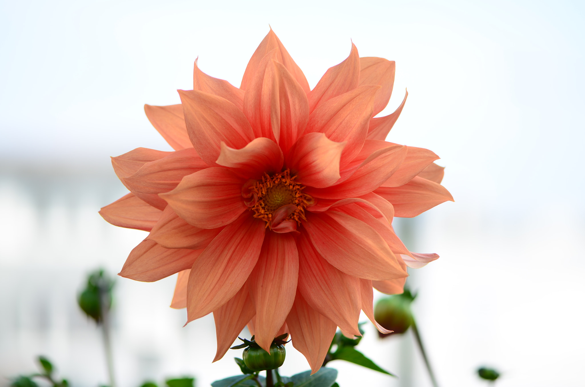Nikon AF-S Micro-Nikkor 105mm F2.8G IF-ED VR sample photo. Spring fowers photography
