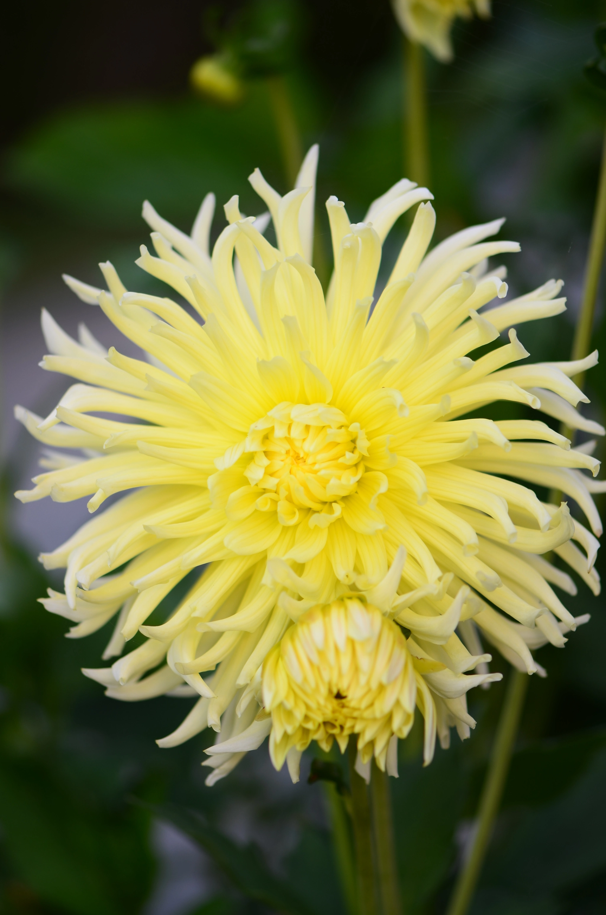 Nikon AF-S Micro-Nikkor 105mm F2.8G IF-ED VR sample photo. Spring fowers photography