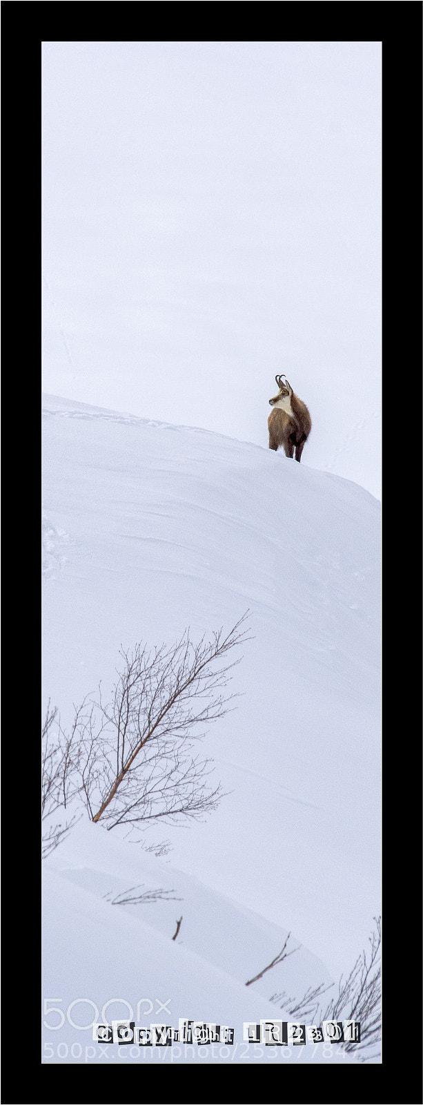 Nikon D500 sample photo. Chamois photography